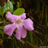 <i>Bignonia magnifica</i>  W.Bull